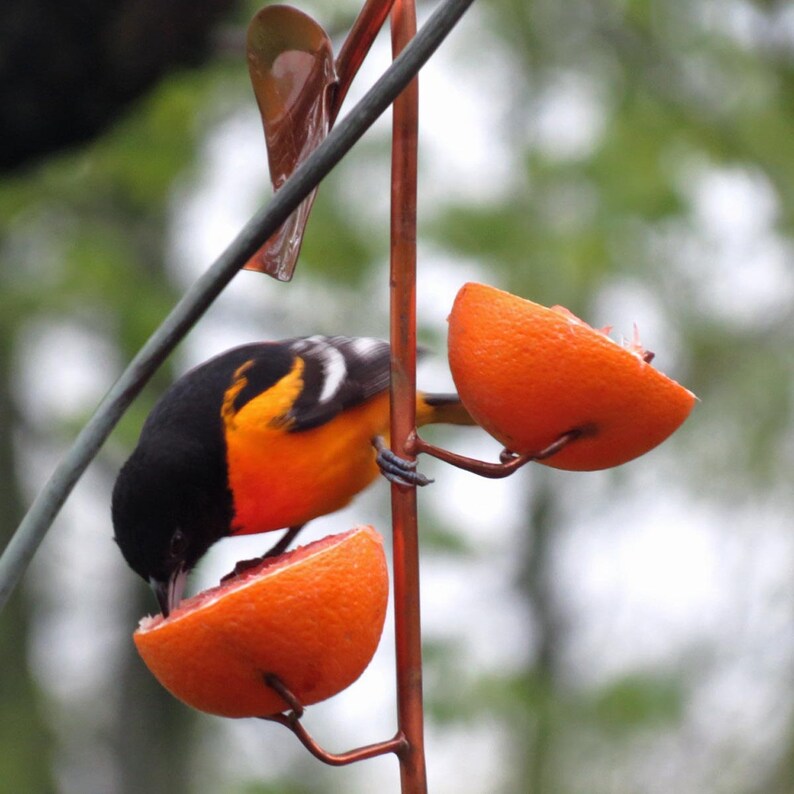 oriole feeder oriole feeder