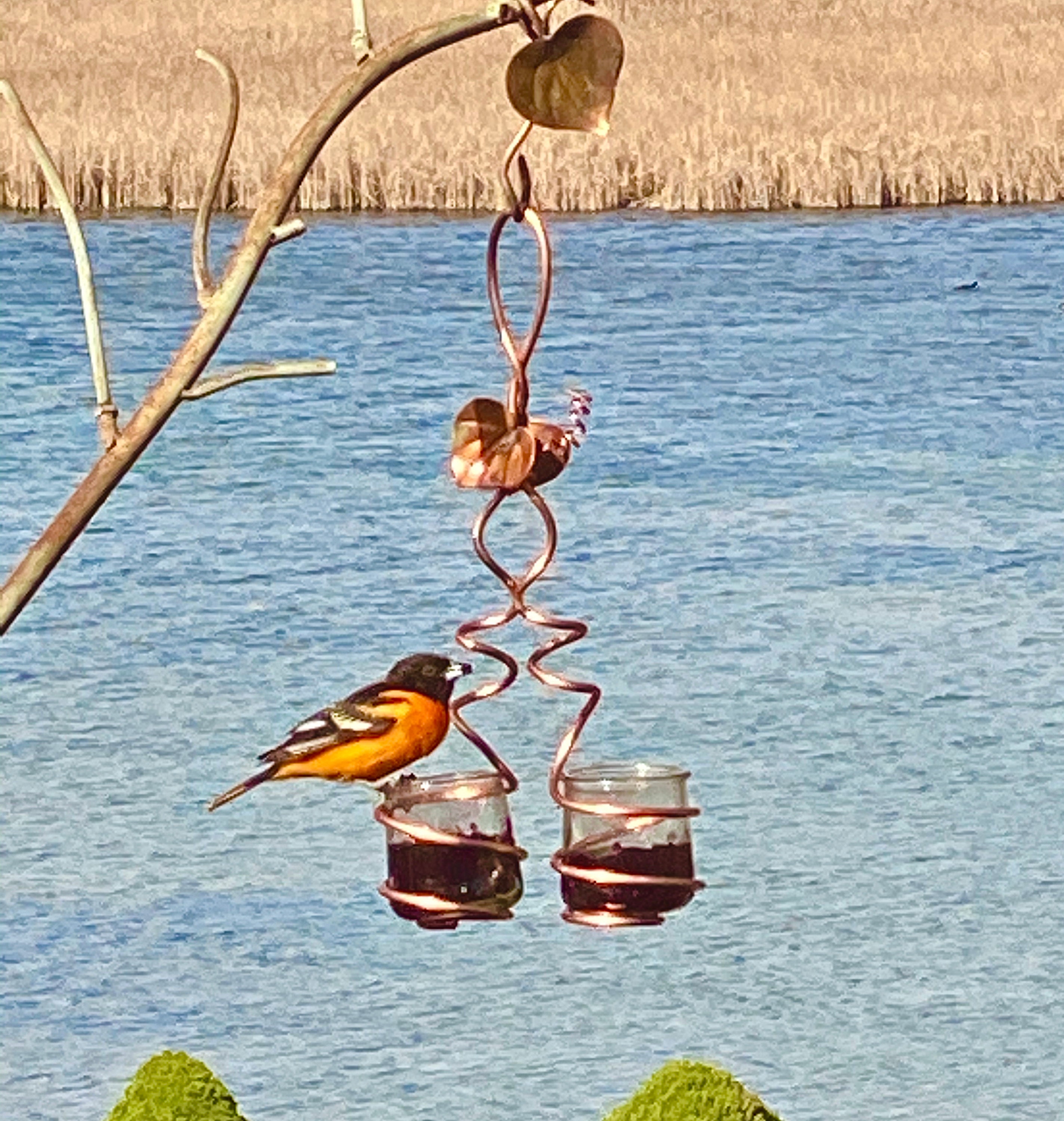 Oriole Feeder Grape Jelly Feeder Double Glass Cup Etsy