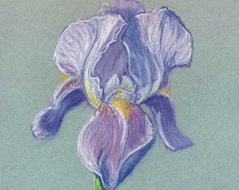 Purple Iris - reproduction print in off-white mat