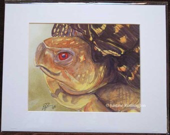 Garden Box Turtle - reproduction print in white mat