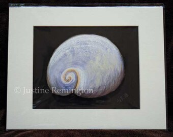 Babys Ear Shell - giclee reproduction print off-white mat