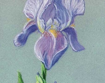 Purple Iris - reproduction print in cream mat