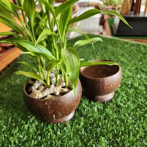 Vaso da fiori in guscio di cocco – Vaso da tavolo e scrivania ecologico fatto a mano, decorazione naturale per la casa (senza pianta e senza appendino)