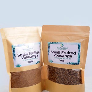 Voacanga Seeds - Etsy