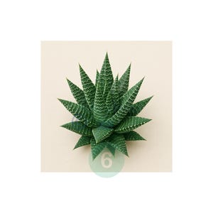 Kaktus und Sukkulente Digitaler Download #6 - Botanische Wandkunst, druckbares Greenery-Dekor, Boho-Wüstenästhetik - PDF und PNG enthalten