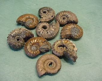 Pyrite Ammonite Fossil Lot: 9 pc Set, Russia, Jewelry Supply 12Tu33