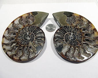 Ammonite Fossil Display Pair Whole Sliced   Ancient Nautilas like Creature from Madagascar 19t98
