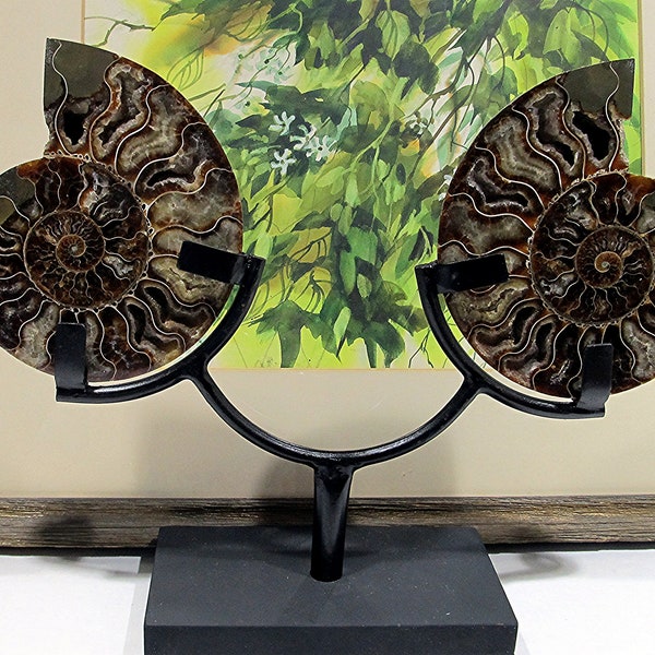 Whole Sliced Ammonite Fossil w/double Metal Stand  Ancient Nautilas from Madagascar 19t96