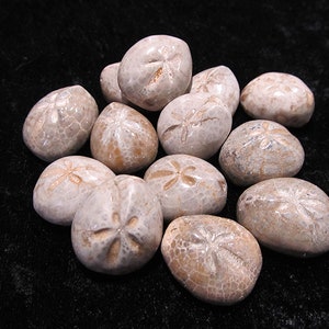 May include: A collection of ten fossilized sea urchins, each with a distinct star-shaped pattern on the surface. The fossils are a light beige color and have a rough, textured surface.