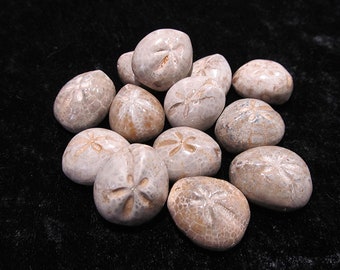 Cabochon en biscuit d'oursin des sables fossile au prix de la pierre : 17-21 mm (23t48m)