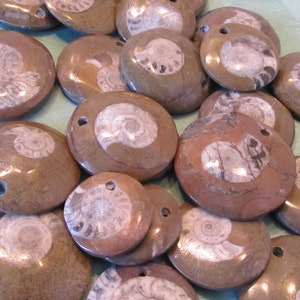 5 Pc Lot  Fossilized Goniatite / Ammonite Drilled Cabs / Bead for jewelry making, snail (12tu280)