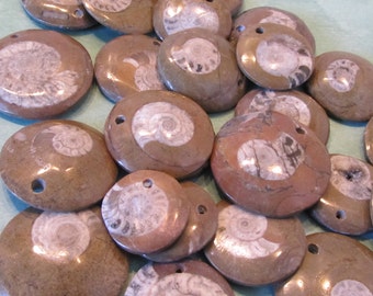 5 Pc Lot  Fossilized Goniatite / Ammonite Drilled Cabs / Bead for jewelry making, snail (12tu280)