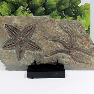 Superior Echinoderms Fossil Starfish double plate Brittle starfish Asteroidea Petraster  Morocco 22t121