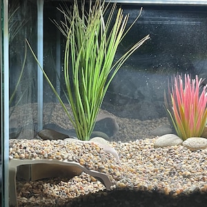 Terrarium/Reptile/Axolotl Cave - Lizard Lounge /Visible Terrarium - Medium Custom Sizing Available