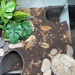 Serpent Suite - terrarium reptile hide/cave zdjęcie 8