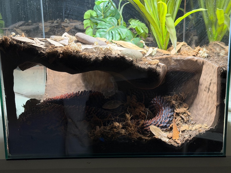 Serpent Suite - PYTHON image 6