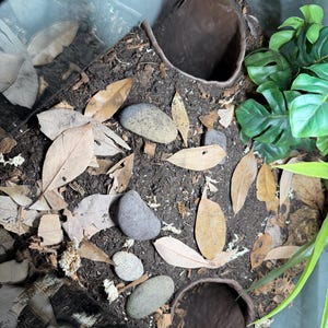 Serpent Suite - PYTHON image 8