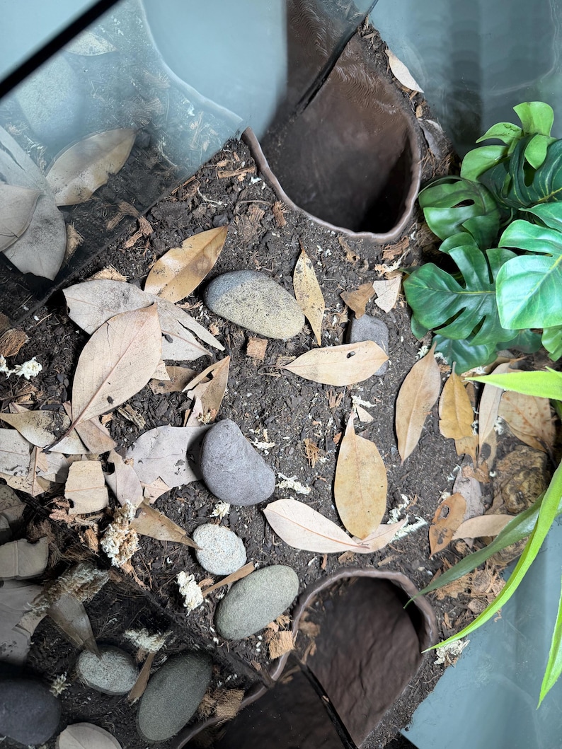 Serpent Suite - PYTHON image 8