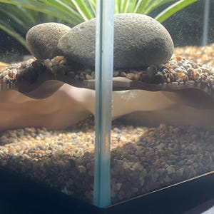 May include: A small terrarium with a decorative shell-shaped hideaway, gravel substrate, and two smooth grey stones. The tank is partially filled with small pebbles and has a glass front.