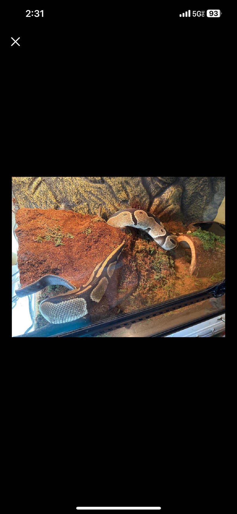 May include: A ball python in a vivarium. The snake has a brown and tan pattern. The vivarium has a substrate of brown and green material. A curved piece of wood is also visible.