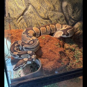 May include: A ball python in a glass terrarium. The snake has a brown and tan pattern and is coiled on a bed of brown substrate. The background is a textured, tan rock-like material.