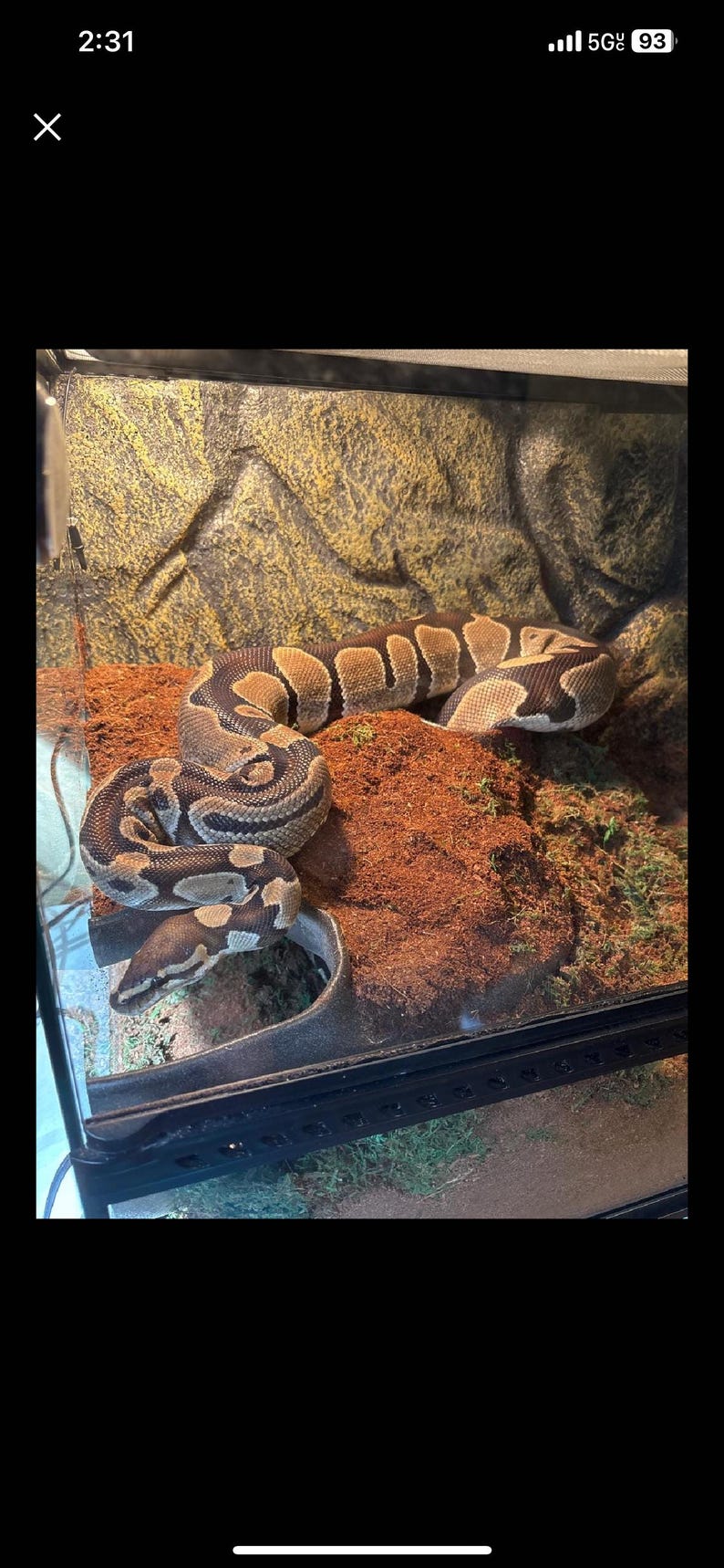 May include: A ball python in a glass terrarium. The snake has a brown and tan pattern and is coiled on a bed of brown substrate. The background is a textured, tan rock-like material.
