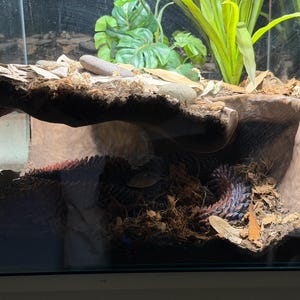 Serpent Suite - PYTHON image 7