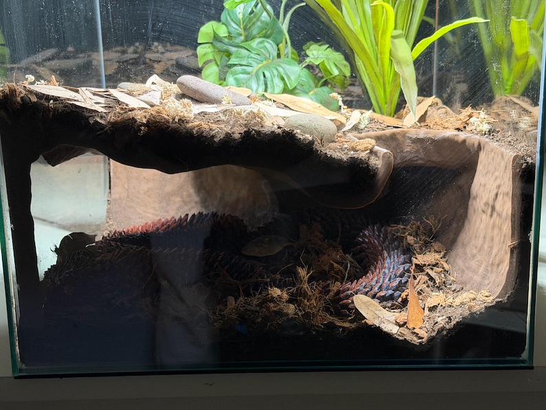 Serpent Suite - PYTHON image 7