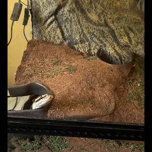 May include: A ball python snake in a terrarium. The snake has a black and tan pattern. The terrarium has a brown substrate, a rock background, and a water dish. The snake is partially visible.