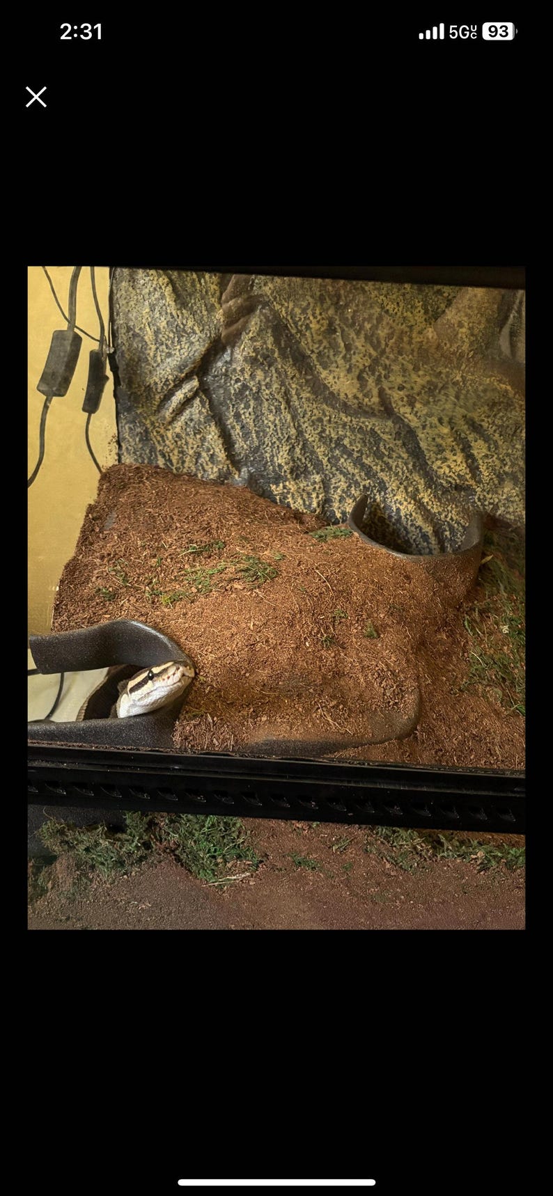 May include: A ball python snake in a terrarium. The snake has a black and tan pattern. The terrarium has a brown substrate, a rock background, and a water dish. The snake is partially visible.