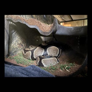 May include: A ball python, patterned in brown and black, coiled within a terrarium. The snake is resting on green and brown substrate. The terrarium has a dark background.