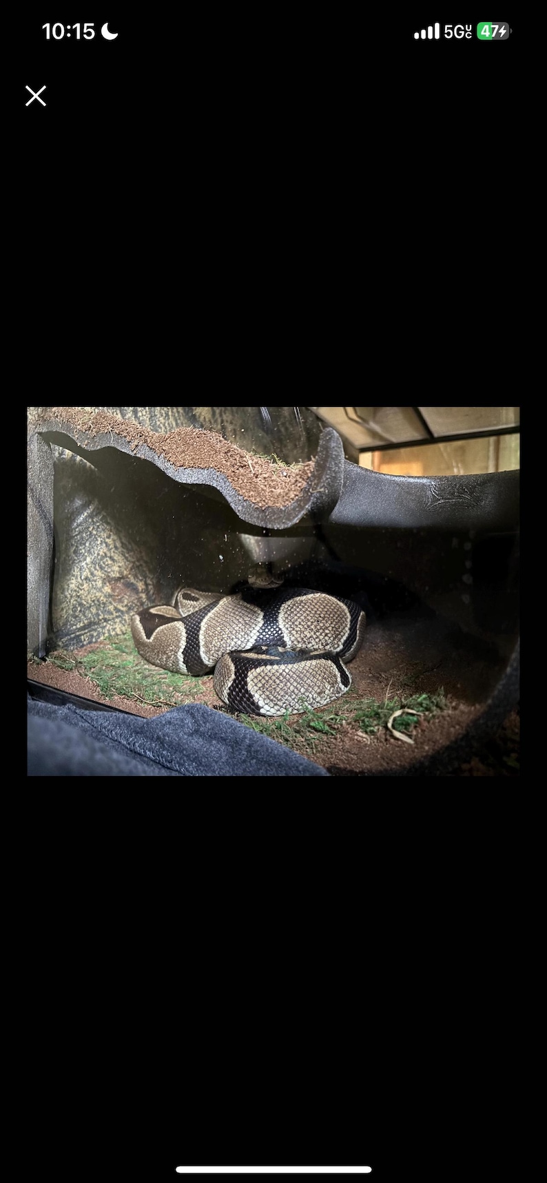 May include: A ball python, patterned in brown and black, coiled within a terrarium. The snake is resting on green and brown substrate. The terrarium has a dark background.