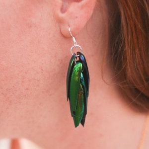 Green Jewel Elytra Beetle Wing Earrings, Elytra Sternocera beetle wings, Real Beetle Shell Jewelry, Bright Iridescent Green, Wearable Nature