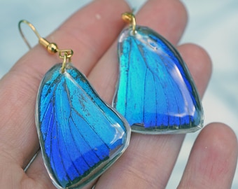 Arhopala Araxes Fore Wing Earrings, Brillant Blue Wing, Teal Butterfly, Small Wing, Real Resin Wing, Forewing, Taxidermy Butterfly Earrings