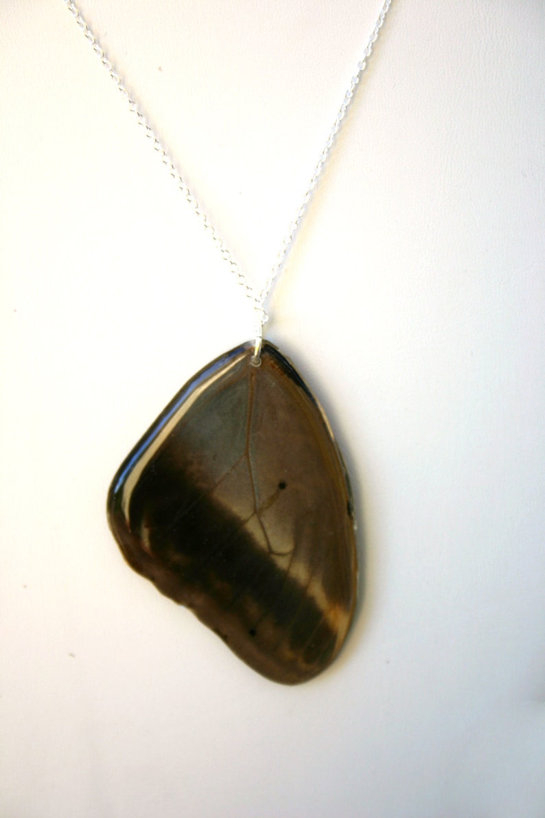 Wing Jewelry Owl Face Butterfly Fore Wing Brown Moth Resin Wing Real Butterfly
