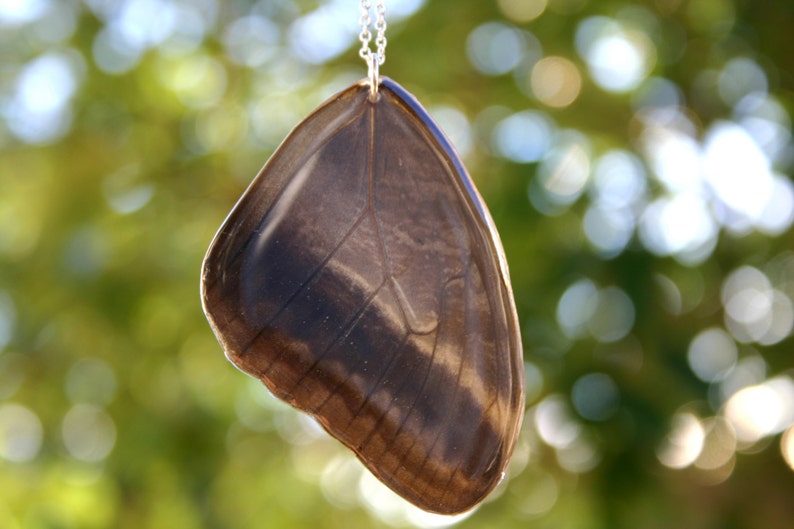 Wing Jewelry Owl Face Butterfly Fore Wing Brown Moth Resin Wing Real Butterfly