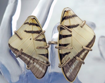 Zebra Wing Ring, Real Zebra Butterfly Wing, Resin  Wing, Large Statement  Ring