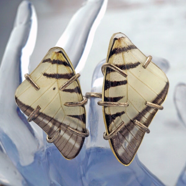 Zebra Wing Ring, Real Zebra Butterfly Wing, Resin  Wing, Large Statement  Ring