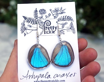 Arhopala Araxes Hind Wing Earrings, Brillant Blue Wing, Teal Butterfly, Small Wing, Real Resin Wing, Forewing, Taxidermy Butterfly Earrings