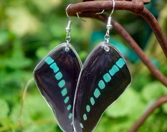 Blue Bottle Wing Earrings, Graphium Sarpedon forewing, Teal and Black Wing, Real Resin Wing, Hindwing, Taxidermy Butterfly Earrings