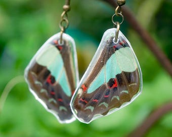 Blue Bottle Wing Earrings, Graphium Sarpedon hindwing, Teal and Black Wing, Real Resin Wing, Hindwing, Taxidermy Butterfly Earrings