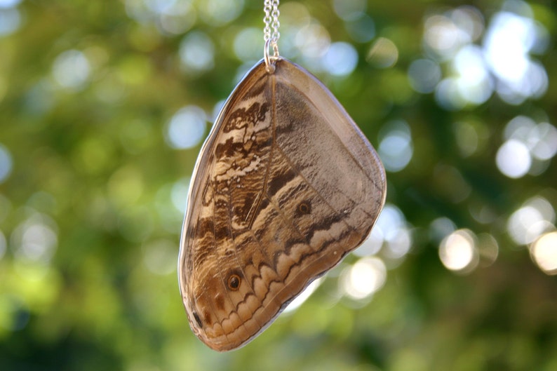Wing Jewelry Owl Face Butterfly Fore Wing Brown Moth Resin Wing Real Butterfly