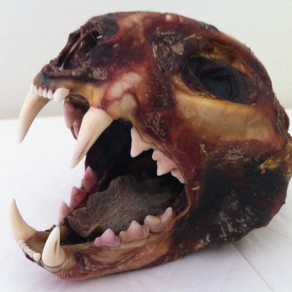 Mummified Bobcat Head, Preserved Specimen, Mummified Skull, Zombie Cat