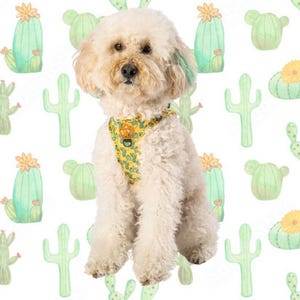 May include: A fluffy, cream-colored dog wearing a yellow harness with a cactus pattern. The background features a repeating pattern of green cacti with yellow flowers. The dog has a small patch of blue-green hair.