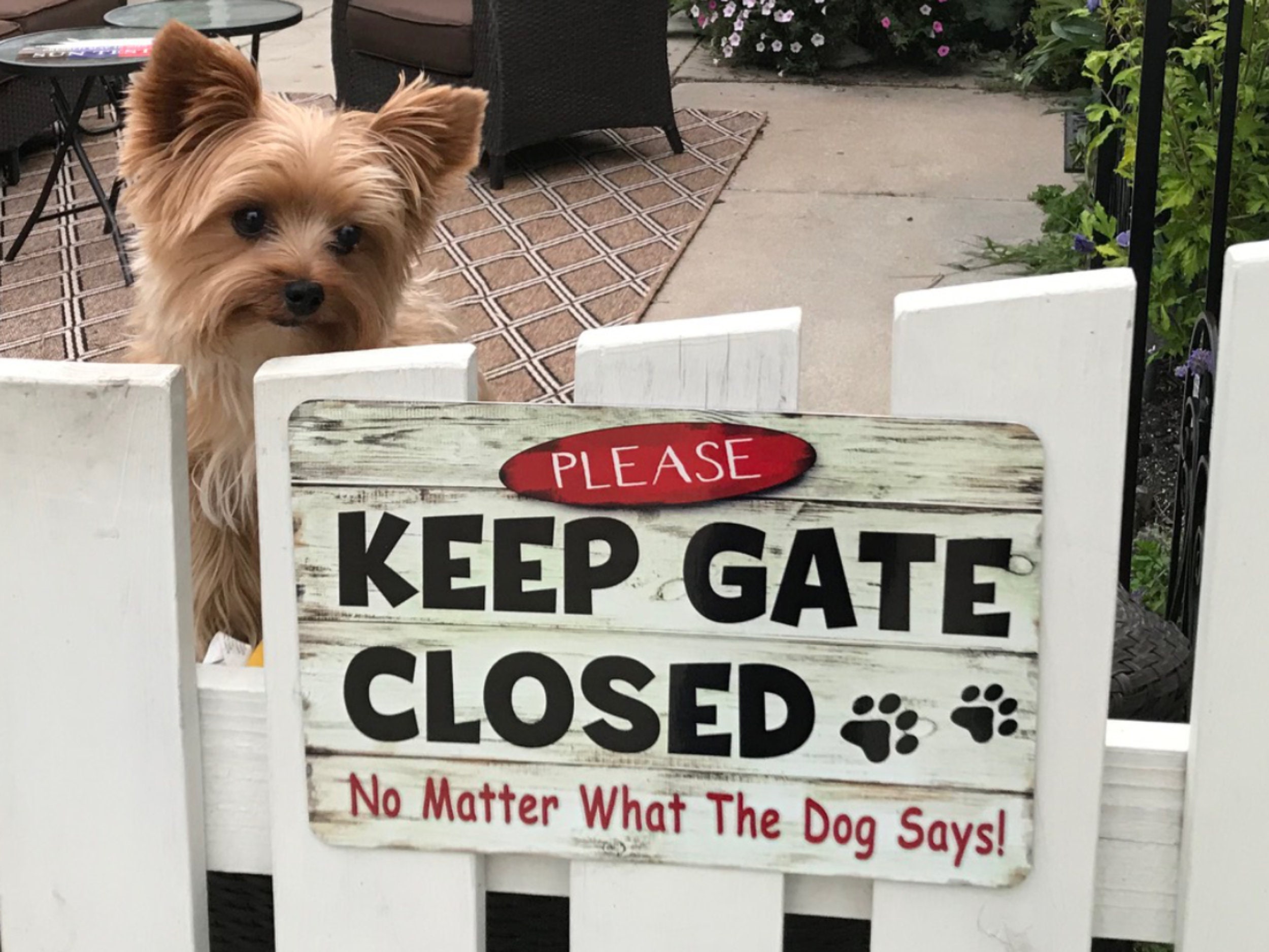 Funny Gift and Decor for Dog Owners Under $25 Durable Metal Sign Keep Gate Closed Dog Metal Sign 12 x 18 Metal Sign Use Indoor/Outdoor Funny Gift and Decor for Dog Owners Under $25 Durable Metal Sign Keep Gate Closed Dog Metal Sign 12 x 18 Metal Sign Use Indoor/Outdoor