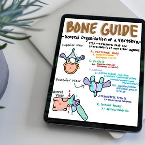 Puede incluir: Un diagrama dibujado a mano de una vértebra, etiquetado con términos anatómicos como "cuerpo vertebral", "pedículo" y "lámina". El diagrama muestra el hueso desde las vistas superior, posterior y lateral. El texto "BONE GUIDE" está escrito en marrón en la parte superior de la página.