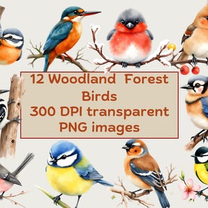 Woodland Birds Clipart Bundle, Forest Bird Png, Watercolor Birds Clipart, Bird Illustrations, Digital Stickers, Sublimation Design, PNG file