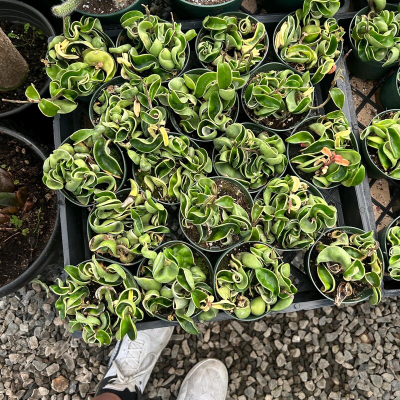 Hindu Rope Variegated - Etsy