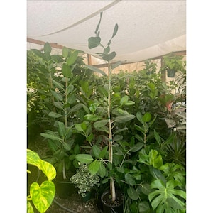 May include: A tall Ficus Audrey plant with a slender, light-colored trunk and broad, matte green leaves. The plant is supported by a thin wooden stake secured with green ties, standing in a black plastic nursery pot among other foliage.