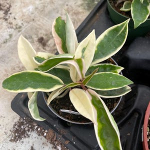 Hoya Krinkle Variegated - Etsy